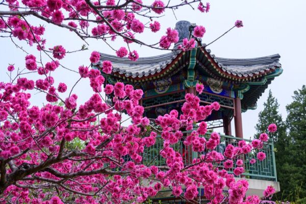 El_Parque_Xiangshan_en_Peki_n_Estalla_en_Flor__Un_Especta_culo_de_Primavera__ video poster