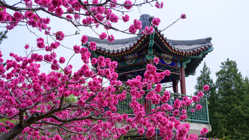 El_Parque_Xiangshan_en_Peki_n_Estalla_en_Flor__Un_Especta_culo_de_Primavera__ video poster