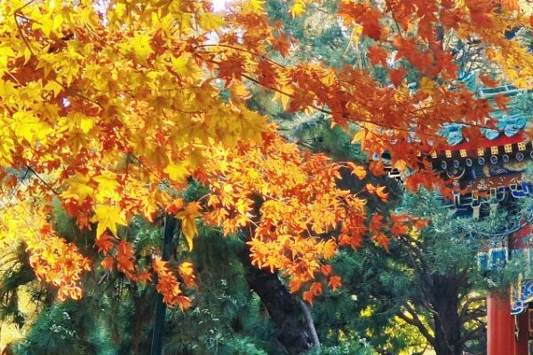 El_Parque_Zhongshan_en_Peki_n_estalla_con_vibrantes_colores_invernales__