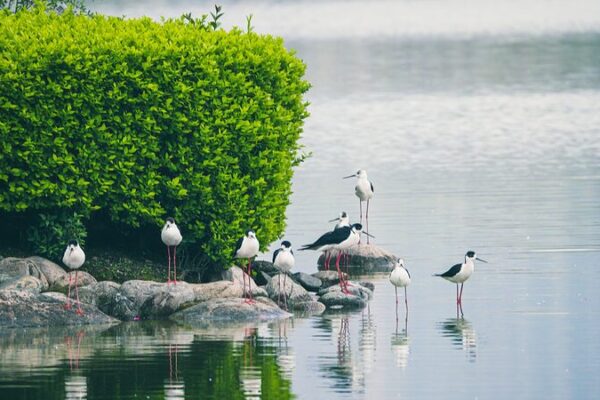 El_Plan_Verde_de_China__Un_Enfoque_Personalizado_para_la_Proteccio_n_Ambiental__