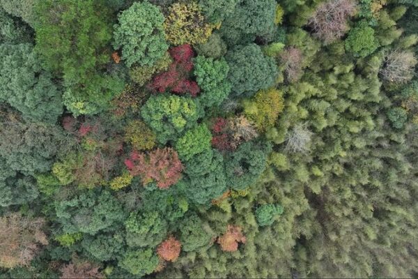 El Poder Silencioso de la Naturaleza: Vistas Aéreas de los Majestuosos Bosques de Qiandongnan 🌳✨ El_Poder_Silencioso_de_la_Naturaleza__Vistas_Ae_reas_de_los_Majestuosos_Bosques_de_Qiandongnan___ video poster