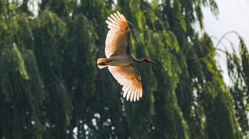 _El_Primer_Centro_de_Proteccio_n_del_Ibis_Crestado_de_China_abrira__en_Shaanxi__