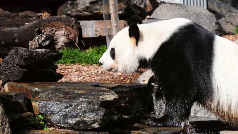 El_Primer_Ministro_Li_Qiang__La_Cooperacio_n_China_Australia_Puede_Lograr_Resultados_Ganar_Ganar