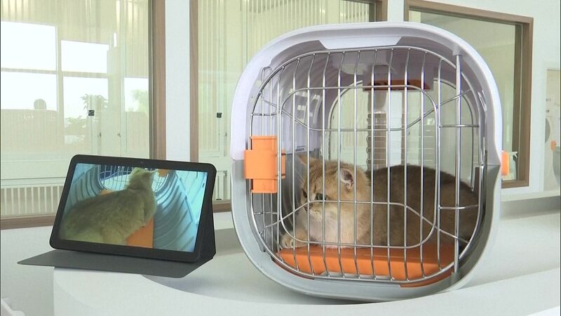 El_Primer_Salo_n_para_Mascotas_de_China_Despega_en_el_Aeropuerto_de_Shenzhen____