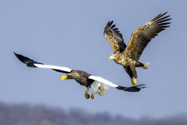 El_Regreso_de_las_A_guilas__Especta_culo_Espectacular_en_el_Humedal_Jingxin_bajo_Cielos_Soleados
