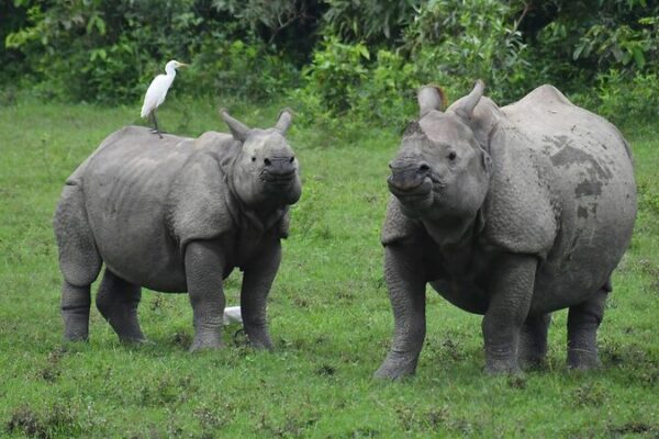 El_SOS_de_la_Naturaleza__Las_poblaciones_de_vida_silvestre_caen_un_73__desde_1970___