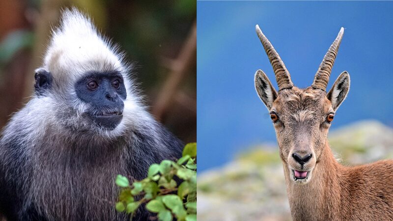 El_Tesoro_Escondido_de_China__El_Raro_Langur_de_Cabeza_Blanca_de_Guangxi