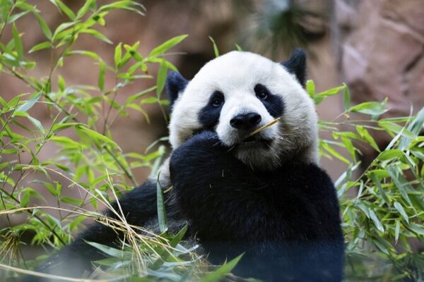 ¡El Zoológico de San Diego da la bienvenida a Yun Chuan y Xin Bao en Panda Ridge! 🐼 _El_Zoolo_gico_de_San_Diego_da_la_bienvenida_a_Yun_Chuan_y_Xin_Bao_en_Panda_Ridge___