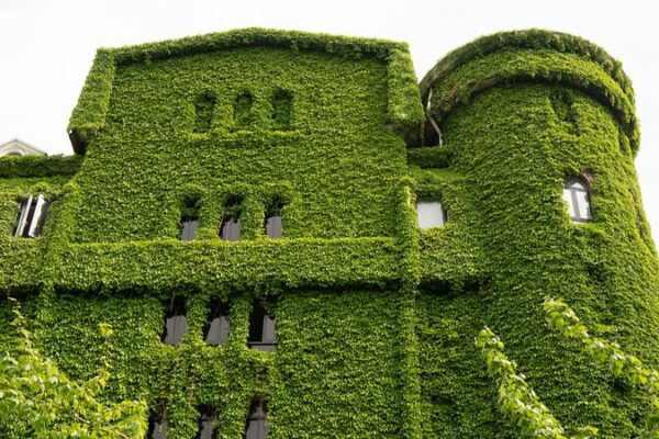 El ‘Gigante Verde’ de Shanghái: Hiedra de Boston Transforma el Paisaje Urbano El__Gigante_Verde__de_Shangha_i__Hiedra_de_Boston_Transforma_el_Paisaje_Urbano