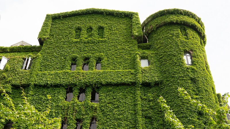 El__Gigante_Verde__de_Shangha_i__Hiedra_de_Boston_Transforma_el_Paisaje_Urbano