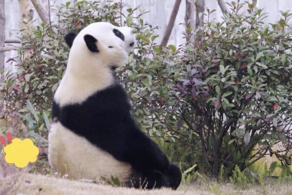 ¡El adorable dúo de pandas de China encantará a España la próxima semana! _El_adorable_du_o_de_pandas_de_China_encantara__a_Espan_a_la_pro_xima_semana_ video poster