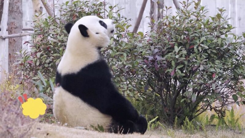 _El_adorable_du_o_de_pandas_de_China_encantara__a_Espan_a_la_pro_xima_semana_ video poster