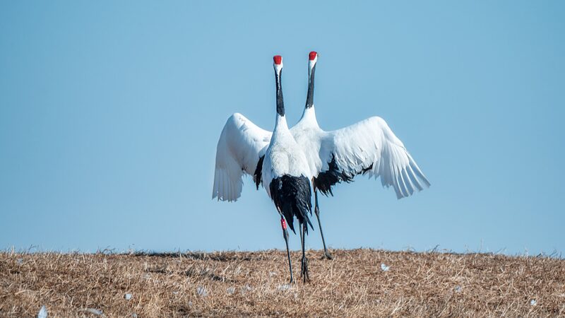 El_amor_esta__en_el_aire__las_grullas_de_corona_roja_regresan_a_los_humedales_de_Heilongjiang____