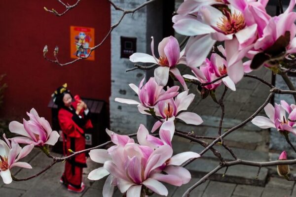 El antiguo árbol de Eclipta de 400 años florece en Shaanxi, deslumbrando a los visitantes 🌸 El_antiguo_a_rbol_de_Eclipta_de_400_an_os_florece_en_Shaanxi__deslumbrando_a_los_visitantes__