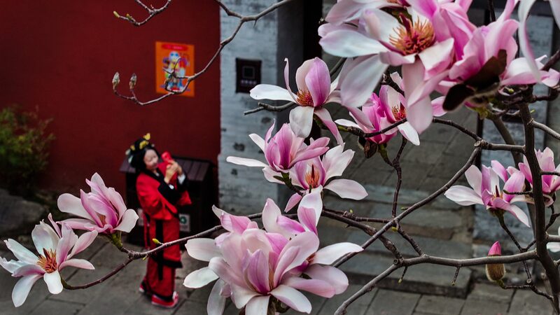 El_antiguo_a_rbol_de_Eclipta_de_400_an_os_florece_en_Shaanxi__deslumbrando_a_los_visitantes__