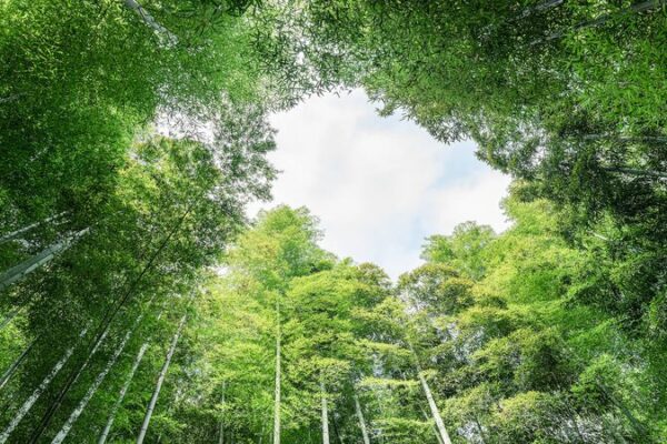 El_auge_del_bambu__de_Anji__la_revolucio_n_del_oro_verde_de_China video poster