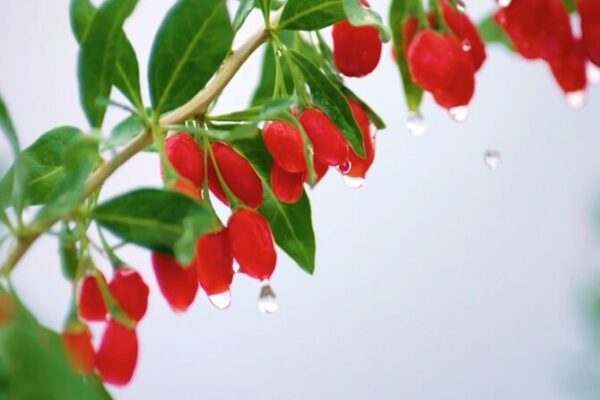 El auge del wolfberry en Ningxia: Cómo las bayas de goji están transformando el noroeste de China El_auge_del_wolfberry_en_Ningxia__Co_mo_las_bayas_de_goji_esta_n_transformando_el_noroeste_de_China video poster