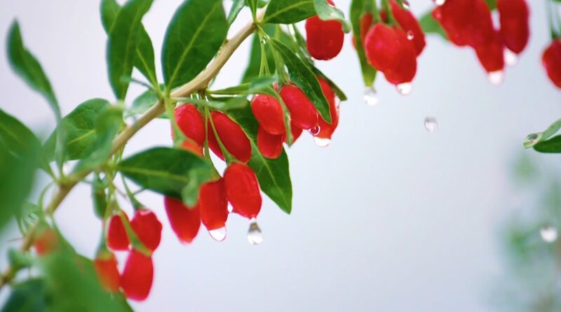 El_auge_del_wolfberry_en_Ningxia__Co_mo_las_bayas_de_goji_esta_n_transformando_el_noroeste_de_China video poster