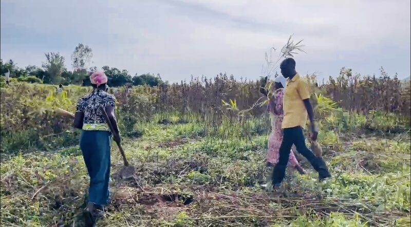 __El_bambu__revoluciona_la_restauracio_n_del_ecosistema_en_la_cuenca_del_ri_o_Nzoia_en_Kenia