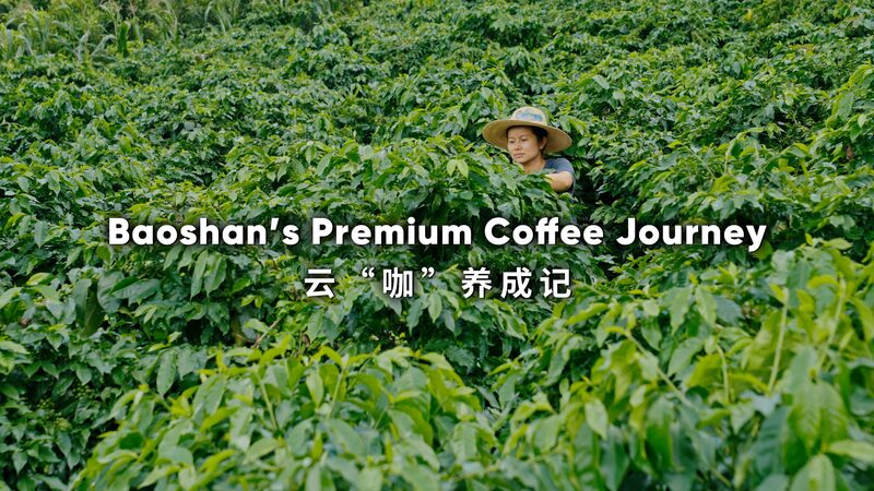 El_cafe__premium_de_Baoshan_conquista_el_mundo____ video poster