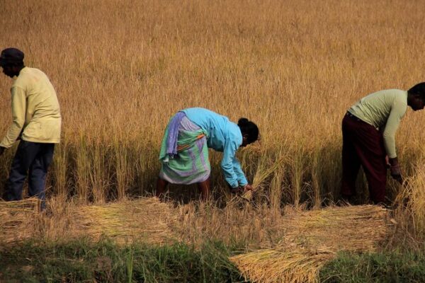 El cambio climático afecta gravemente a los agricultores indios 🌧️: monzones descontrolados El_cambio_clima_tico_afecta_gravemente_a_los_agricultores_indios_____monzones_descontrolados