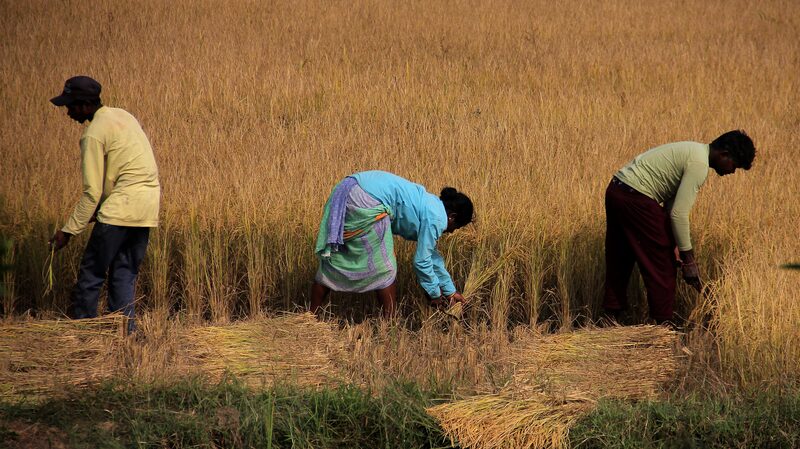 El_cambio_clima_tico_afecta_gravemente_a_los_agricultores_indios_____monzones_descontrolados