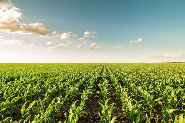 ___El_cambio_clima_tico_sacudira__la_agricultura_de_Nueva_Zelanda_durante_los_pro_ximos_10_an_os__dicen_los_expertos
