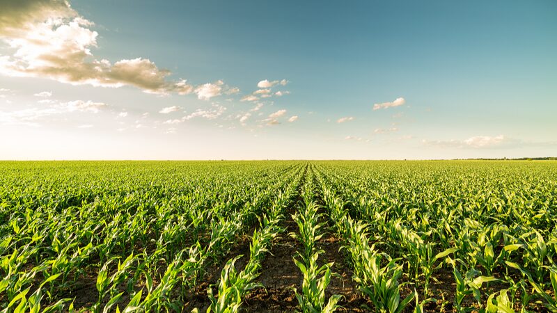 ___El_cambio_clima_tico_sacudira__la_agricultura_de_Nueva_Zelanda_durante_los_pro_ximos_10_an_os__dicen_los_expertos