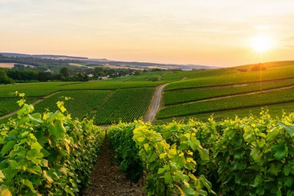 ___El_clima_extremo_golpea_la_agricultura_italiana_en_2023