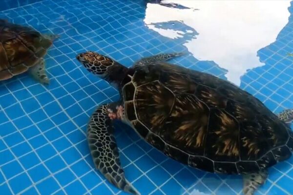 El conservacionista chino que pasa el Festival de Primavera cuidando tortugas marinas 🐢 El_conservacionista_chino_que_pasa_el_Festival_de_Primavera_cuidando_tortugas_marinas__