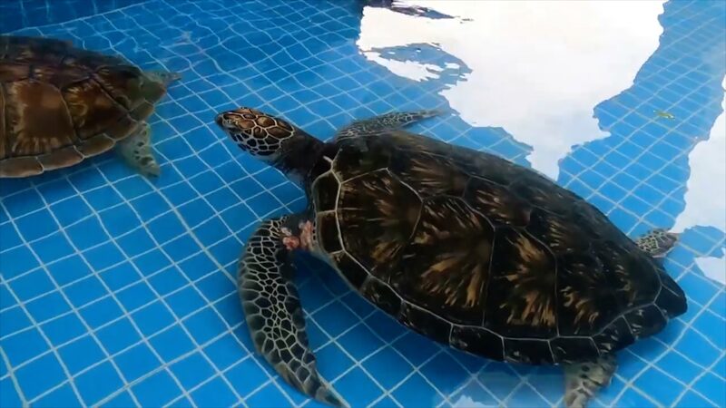 El_conservacionista_chino_que_pasa_el_Festival_de_Primavera_cuidando_tortugas_marinas__