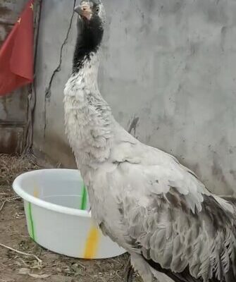 El corazón del Tíbet: Kunga y sus amigos salvajes en Angsai 🐾 El_corazo_n_del_Ti_bet__Kunga_y_sus_amigos_salvajes_en_Angsai__ video poster
