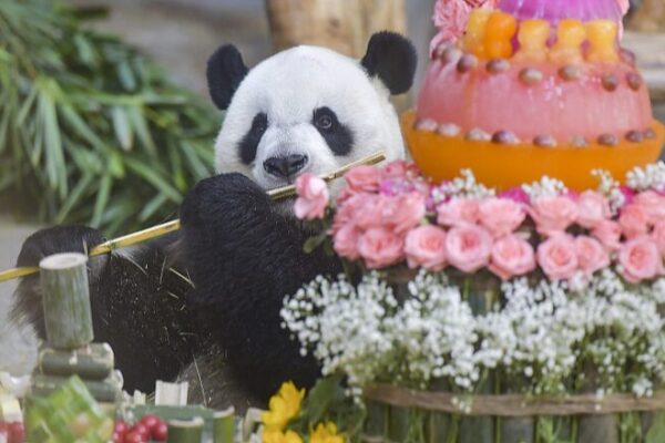El_du_o_de_pandas_Gonggong_y_Shunshun_celebran_su_11o_cumplean_os_con_visitantes_en_Hainan___