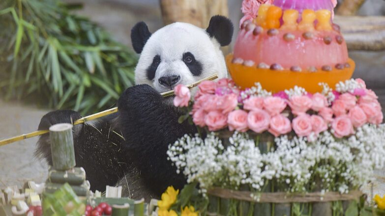 El_du_o_de_pandas_Gonggong_y_Shunshun_celebran_su_11o_cumplean_os_con_visitantes_en_Hainan___