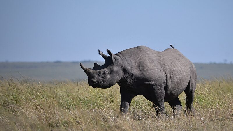 El_esfuerzo_tecnolo_gico_de_Kenia_para_salvar_rinocerontes__marcado_de_orejas_y_rastreo_por_GPS