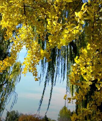 El_espectacular_dorado_de_los_ginkgos_ilumina_la_Ciudad_de_Peki_n___ video poster
