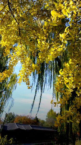 El_espectacular_dorado_de_los_ginkgos_ilumina_la_Ciudad_de_Peki_n___ video poster