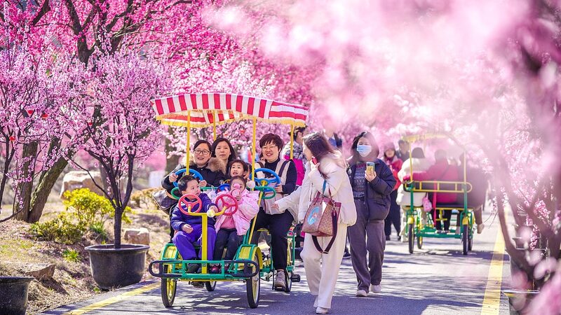 El_este_de_Huzhou_en_China_florece_en_primavera_con_vibrantes_flores_de_ciruelo__