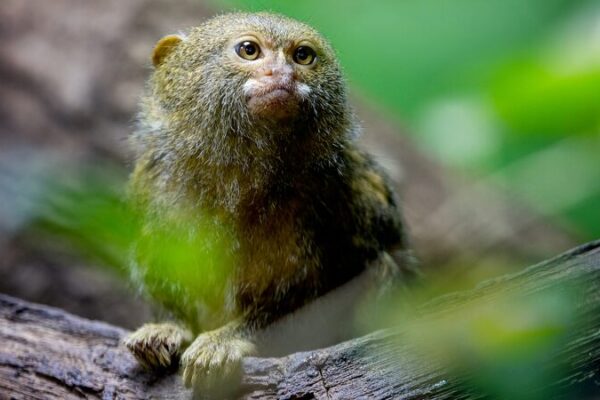 🌿 El financiamiento para la conservación enfrenta un obstáculo en la COP16: ¿Puede el dinero privado salvar el día? __El_financiamiento_para_la_conservacio_n_enfrenta_un_obsta_culo_en_la_COP16___Puede_el_dinero_privado_salvar_el_di_a_