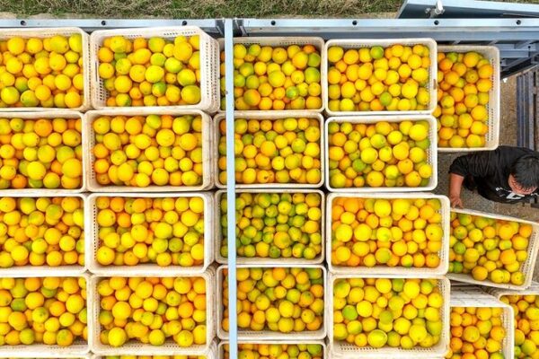 El gran auge de Daoxian: Cosecha récord de naranjas navel trae dulce éxito 🍊 El_gran_auge_de_Daoxian__Cosecha_re_cord_de_naranjas_navel_trae_dulce_e_xito__