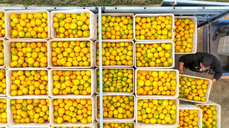 El_gran_auge_de_Daoxian__Cosecha_re_cord_de_naranjas_navel_trae_dulce_e_xito__