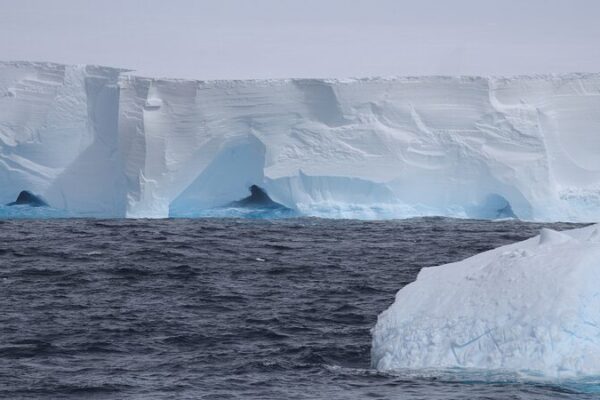 _El_iceberg_ma_s_grande_del_mundo_finalmente_esta__en_movimiento____