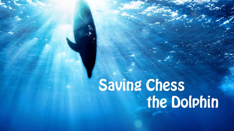 El_increi_ble_viaje_de_Chess_el_delfi_n_de_regreso_al_mar__ video poster