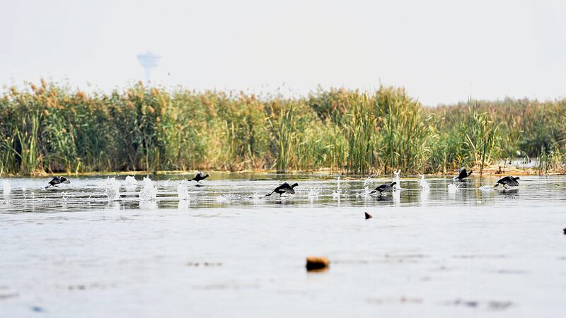 _El_lago_Baiyangdian_en_China_recibe_ma_s_especies_de_aves_silvestres____