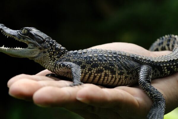 ¡El mayor hallazgo de nidos de cocodrilos siameses en 20 años en Camboya! 🐊 _El_mayor_hallazgo_de_nidos_de_cocodrilos_siameses_en_20_an_os_en_Camboya___
