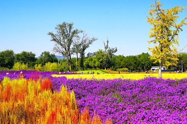 El nuevo Parque de Flores de Beijing se convierte en el lugar imprescindible de otoño 🌸 El_nuevo_Parque_de_Flores_de_Beijing_se_convierte_en_el_lugar_imprescindible_de_oton_o__