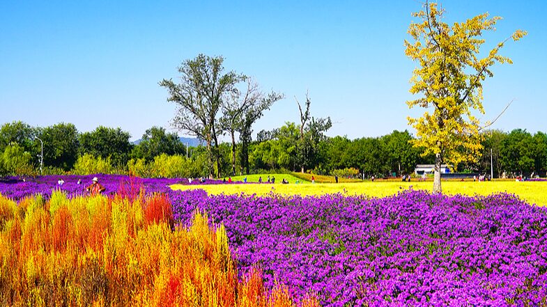El_nuevo_Parque_de_Flores_de_Beijing_se_convierte_en_el_lugar_imprescindible_de_oton_o__