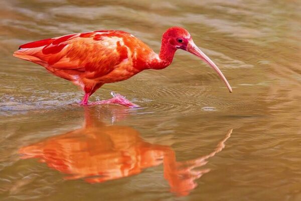 El pájaro más rojo del mundo causa sensación en Nanning 🌟🐦 El_pa_jaro_ma_s_rojo_del_mundo_causa_sensacio_n_en_Nanning___