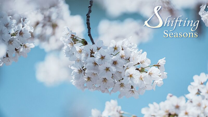 El_pai_s_de_las_maravillas_de_primavera_en_China___Un_estallido_de_flores_que_no_te_puedes_perder___