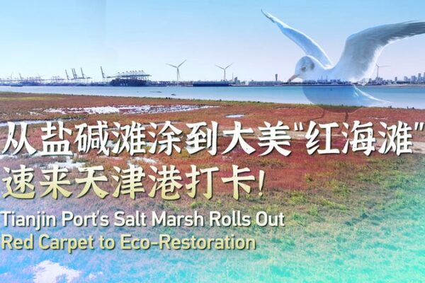 ¡El pantano del Puerto de Tianjin se tiñe de rojo: un floreciente signo de eco-restauración! _El_pantano_del_Puerto_de_Tianjin_se_tin_e_de_rojo__un_floreciente_signo_de_eco_restauracio_n_ video poster